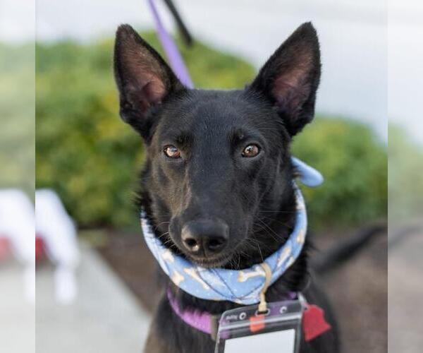 Medium Photo #8 German Shepherd Dog-Whippet Mix Puppy For Sale in San Diego, CA, USA