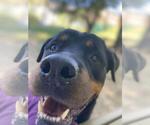 Small #1 Rottweiler Mix