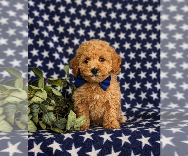 Medium Photo #2 Poovanese Puppy For Sale in STRASBURG, PA, USA