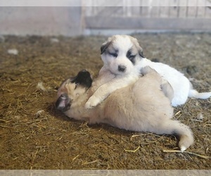 Anatolian Shepherd-Great Pyrenees Mix Puppy for sale in GLADE SPRING, VA, USA