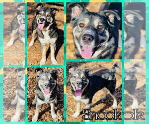 Akita-Siberian Husky Mix Dogs for adoption in Social Circle, GA, USA