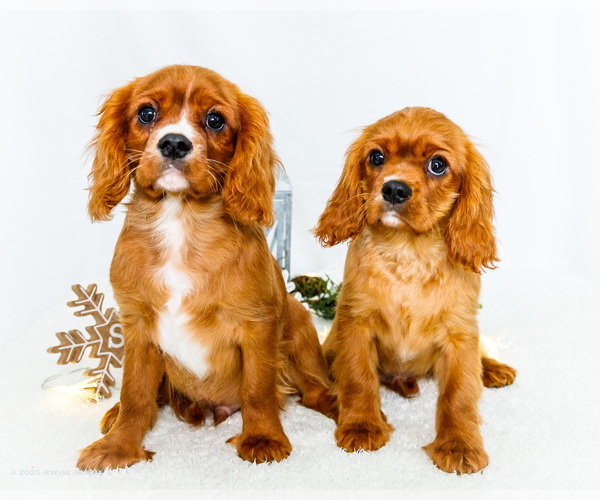 Medium Photo #1 Cavalier King Charles Spaniel Puppy For Sale in WAKARUSA, IN, USA