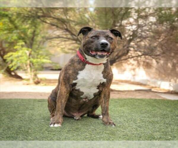 Medium Photo #1 Mutt Puppy For Sale in Las Vegas, NV, USA
