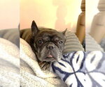 Small #3 French Bulldog
