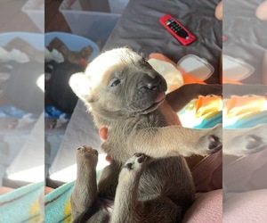 American Pit Bull Terrier-German Shepherd Dog Mix Puppy for sale in LOS ANGELES, CA, USA