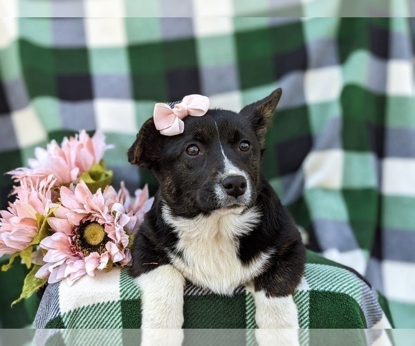 Medium Photo #5 Pembroke Welsh Corgi Puppy For Sale in ELKTON, MD, USA