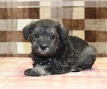Small #1 Schnauzer (Miniature)
