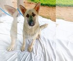Small German Shepherd Dog