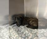 Small #1 American Pit Bull Terrier Mix
