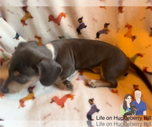 Medium Photo #8 Dachshund Puppy For Sale in LAKEBAY, WA, USA