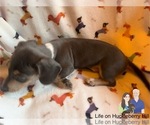 Small Photo #8 Dachshund Puppy For Sale in LAKEBAY, WA, USA
