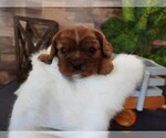 Small #5 Cavalier King Charles Spaniel