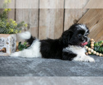 Puppy Eden Shih Tzu