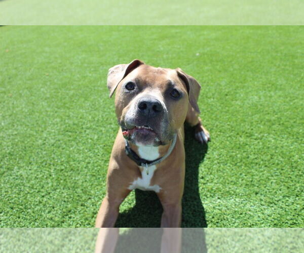 Medium Photo #4 Mutt Puppy For Sale in Chestertown, MD, USA