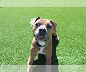 Saint - Male Mutt Dog for Adoption - Photo #4