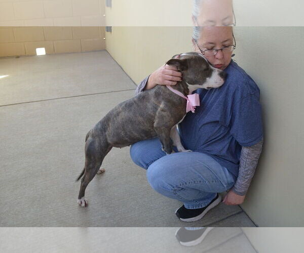 Medium Photo #3 American Pit Bull Terrier-Unknown Mix Puppy For Sale in McKinney, TX, USA