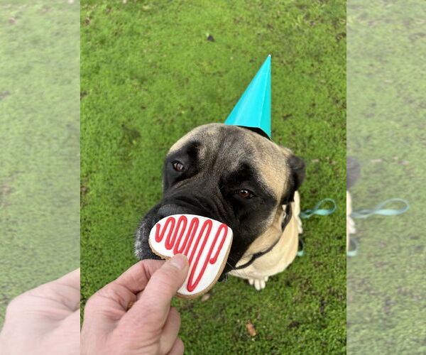 Medium Photo #3 Mastiff Puppy For Sale in McMinnville, OR, USA