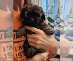 Small Photo #3 YorkiePoo Puppy For Sale in CHESAPEAKE, VA, USA