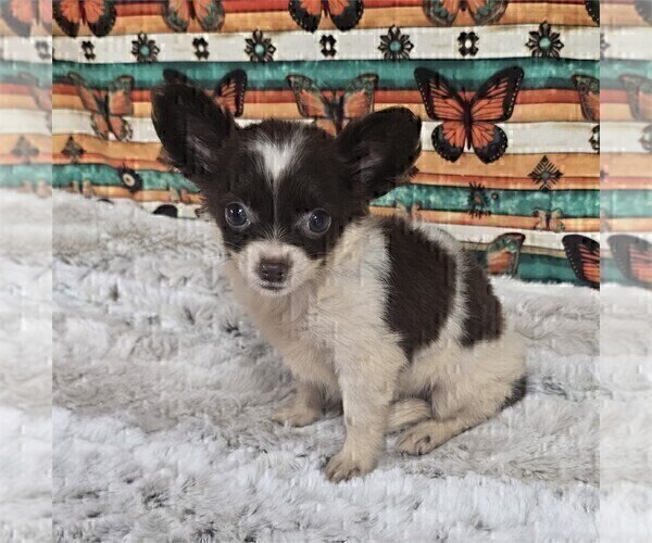Medium Photo #18 Chihuahua Puppy For Sale in NEW YORK, NY, USA