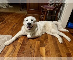 Great Pyrenees-Unknown Mix Dogs for adoption in Columbus, IN, USA