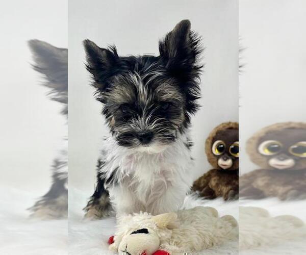 Medium Photo #14 Yorkshire Terrier Puppy For Sale in TAMPA, FL, USA