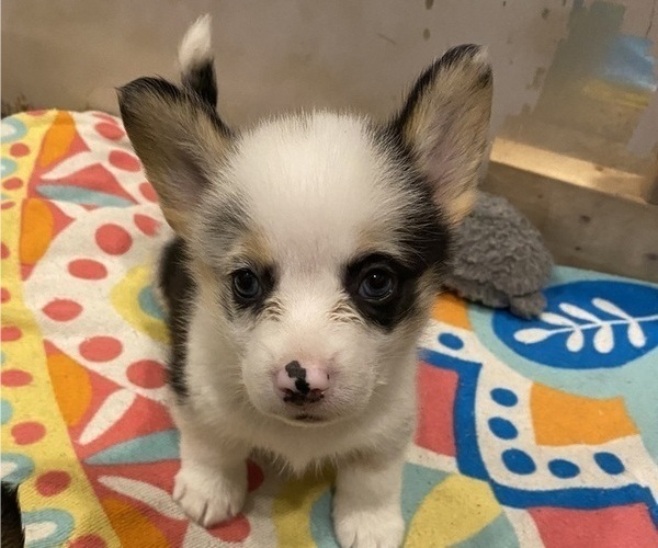 Medium Photo #5 Pembroke Welsh Corgi Puppy For Sale in BRANDON, FL, USA
