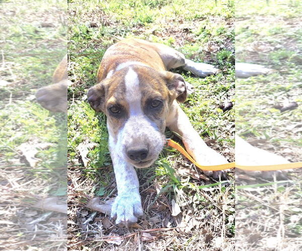 Medium Photo #2 Catahoula Leopard Dog-Unknown Mix Puppy For Sale in Rockaway, NJ, USA
