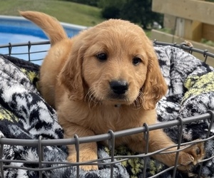 Goldendoodle Puppy for sale in BRISTOL, VA, USA