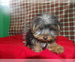Small Photo #9 Yorkshire Terrier Puppy For Sale in PATERSON, NJ, USA