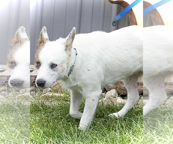 Medium Photo #3 Mutt Puppy For Sale in Estherville, IA, USA