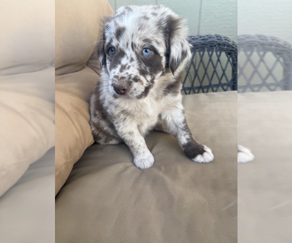 Medium Photo #3 Australian Shepherd Puppy For Sale in WILLIAMS, AZ, USA