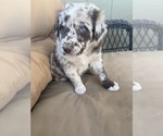 Small #2 Australian Shepherd