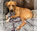 Small #5 Retriever  Mix