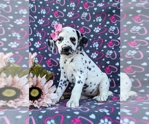 Dalmatian Dog for Adoption in QUARRYVILLE, Pennsylvania USA