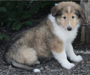 Collie Puppy for sale in FREDERICKSBURG, OH, USA
