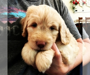 Goldendoodle Puppy for sale in TERRY, MS, USA