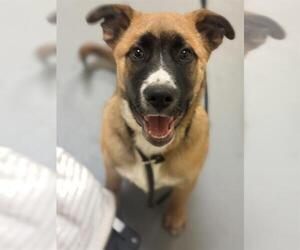 German Shepherd Dog Dogs for adoption in West Valley, UT, USA