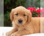 Small #3 Golden Retriever