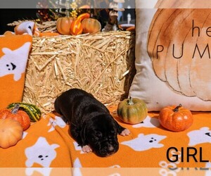 Great Dane Puppy for sale in OATVILLE, KS, USA