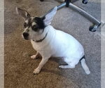 Small #1 Jack Chi