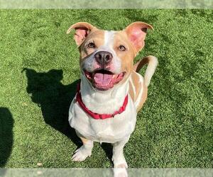 Mutt Dogs for adoption in Orange, CA, USA