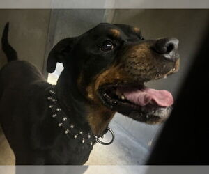Rottweiler Dogs for adoption in San Bernardino, CA, USA