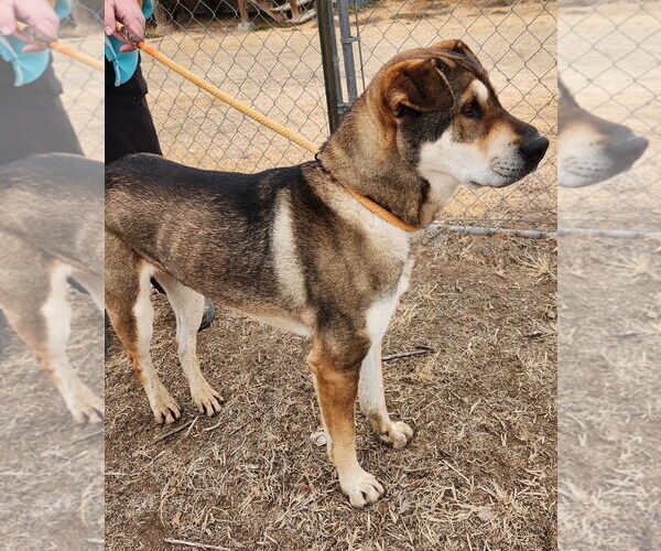 Medium Photo #3 Mutt Puppy For Sale in Amarillo, TX, USA