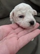 Small Photo #3 Bichon Frise Puppy For Sale in NORTH BRANCH, MN, USA