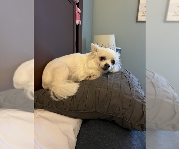 Medium Photo #1 Chihuahua Puppy For Sale in COLUMBIA, SC, USA