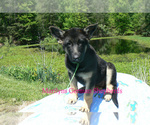 Small #3 German Shepherd Dog