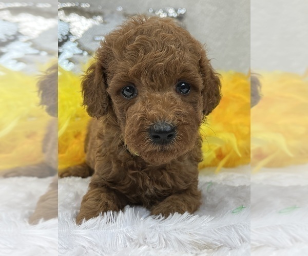 Medium Photo #7 Goldendoodle (Miniature) Puppy For Sale in BULLARD, TX, USA