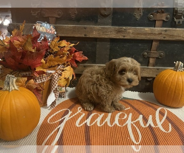 Medium Photo #2 Cavapoo Puppy For Sale in FULTON, KS, USA