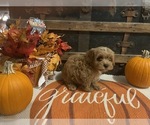 Small #1 Cavapoo
