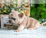 Small #4 French Bulldog